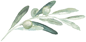 Olive branch image